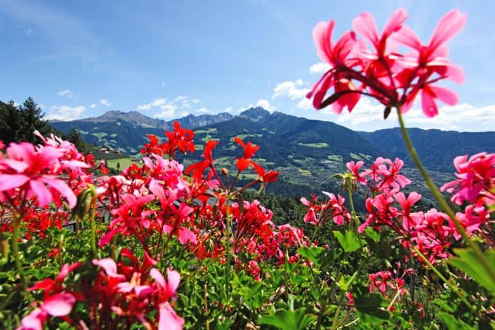 Neue Homepage Hotel Restaurant Tiroler Kreuz Dorf Tirol